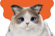 inzoi-star-cat